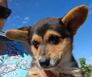 Pembroke Welsh Corgi Puppy for sale in OROVILLE, CA, USA