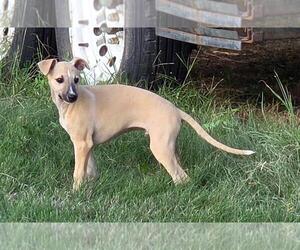 Whippet Puppy for sale in SAINT JOHN, KS, USA
