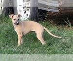 Litter of 3 - Male WhippetLitter of Puppies for Sale - Small photo