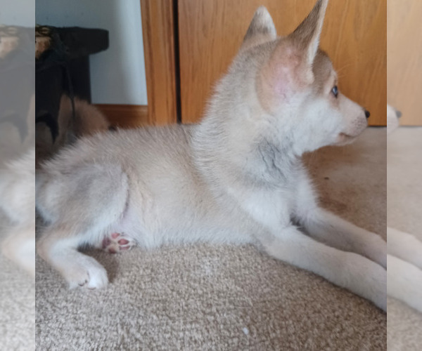 Medium Photo #2 Gerberian Shepsky Puppy For Sale in EDMORE, MI, USA