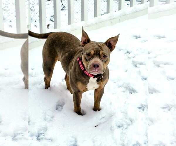 Medium Photo #1 Mutt Puppy For Sale in Rockville, MD, USA