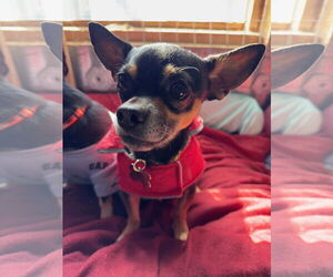 Chipin Dogs for adoption in Williamsburg, NM, USA