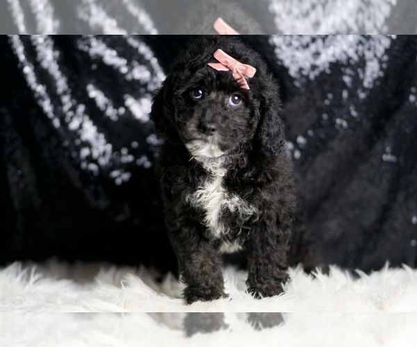 Medium Photo #2 Goldendoodle (Miniature) Puppy For Sale in WARSAW, IN, USA