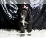 Small #1 Goldendoodle (Miniature)
