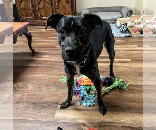 Medium Photo #17 Mutt Puppy For Sale in Woodbury, NY, USA