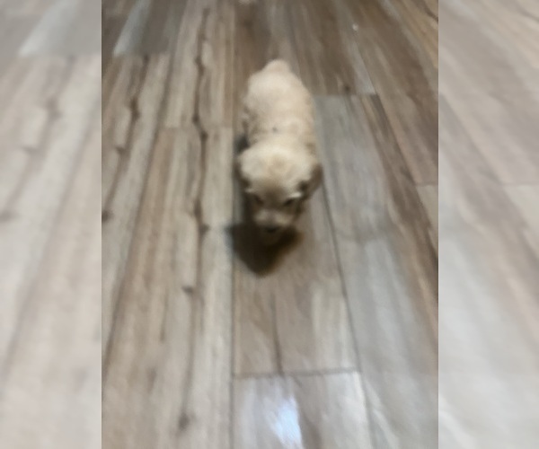 Medium Photo #23 Goldendoodle Puppy For Sale in LASCASSAS, TN, USA