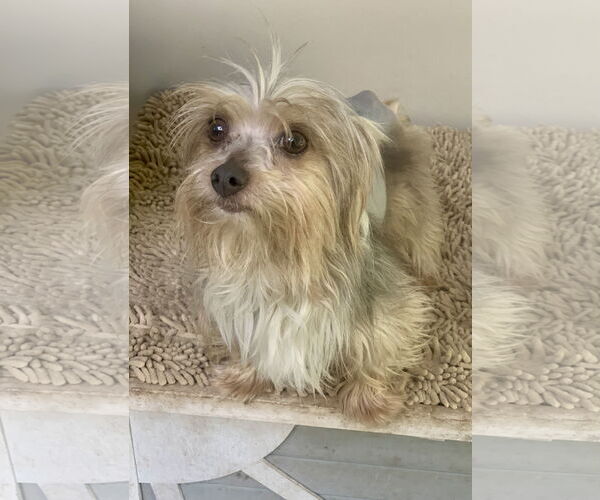 Medium Photo #4 Mutt Puppy For Sale in Santa Clarita, CA, USA