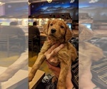 Small Photo #5 Golden Retriever Puppy For Sale in ARVADA, CO, USA
