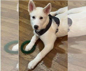 Mutt Dogs for adoption in Mt. Laurel, NJ, USA