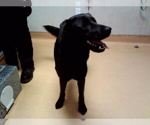 Mutt Dogs for adoption in Martinez, CA, USA