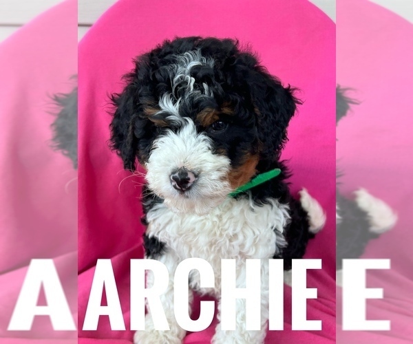 Medium Photo #6 Bernedoodle (Miniature) Puppy For Sale in BOWLING GREEN, KY, USA
