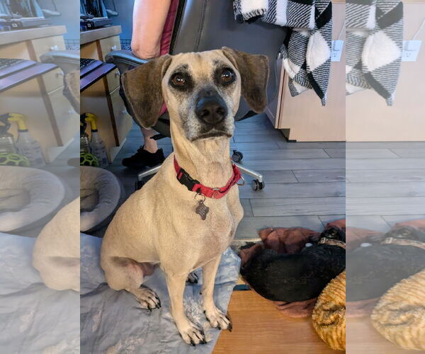 Medium Photo #1 Black Mouth Cur-Unknown Mix Puppy For Sale in Sanford, FL, USA
