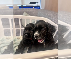 Cocker Spaniel Puppy for sale in MANOR, TX, USA