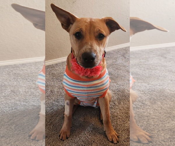 Medium Photo #3 Labrador Retriever-Unknown Mix Puppy For Sale in Fort Worth, TX, USA