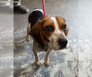Beagle Dogs for adoption in Minneapolis, MN, USA