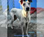 Small #2 Greyhound