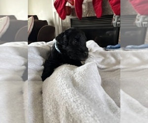 Medium Schnauzer (Giant)