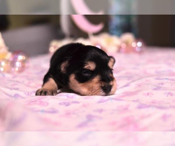 Medium Photo #2 Schnauzer (Miniature) Puppy For Sale in LEHIGH ACRES, FL, USA