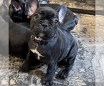 Small Photo #28 French Bulldog Puppy For Sale in GIG HARBOR, WA, USA