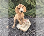 Small #3 Goldendoodle (Miniature)