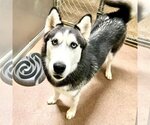 Small Photo #4 Siberian Husky Puppy For Sale in Carrollton, TX, USA