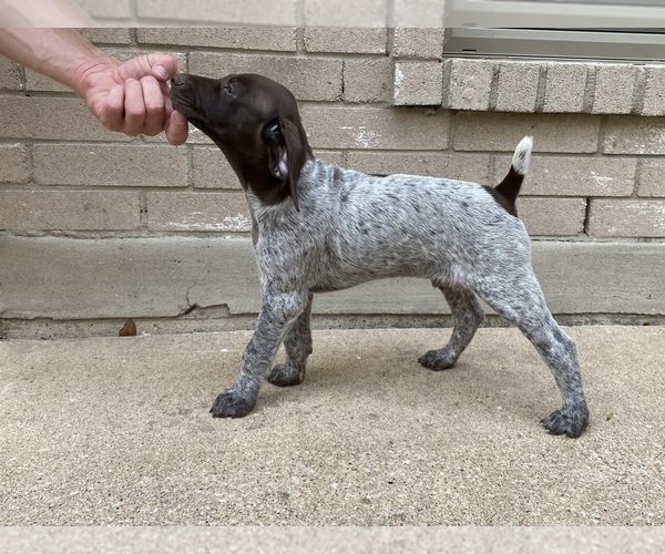 View Ad German Shorthaired Pointer Puppy for Sale near Texas, AUSTIN