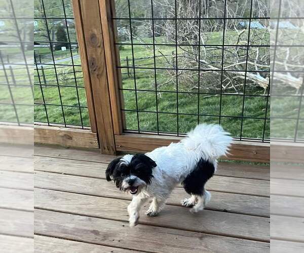 Medium Photo #2 Maltese-Unknown Mix Puppy For Sale in Candler, NC, USA