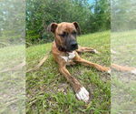 Small #1 Bulldog Mix