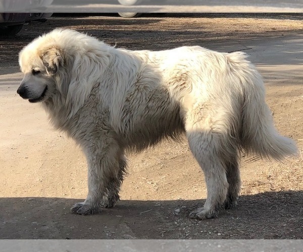 Medium Photo #1 Great Pyrenees Puppy For Sale in HUBBARD, IA, USA