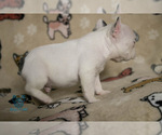 Small Photo #11 French Bulldog Puppy For Sale in SPOKANE, WA, USA