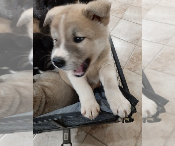 Medium Photo #5 Akita Puppy For Sale in ROLLA, MO, USA