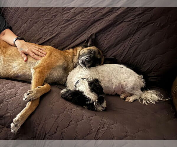 Medium Photo #4 Mutt Puppy For Sale in Imlay City, MI, USA