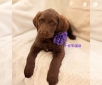 Small #9 Labradoodle