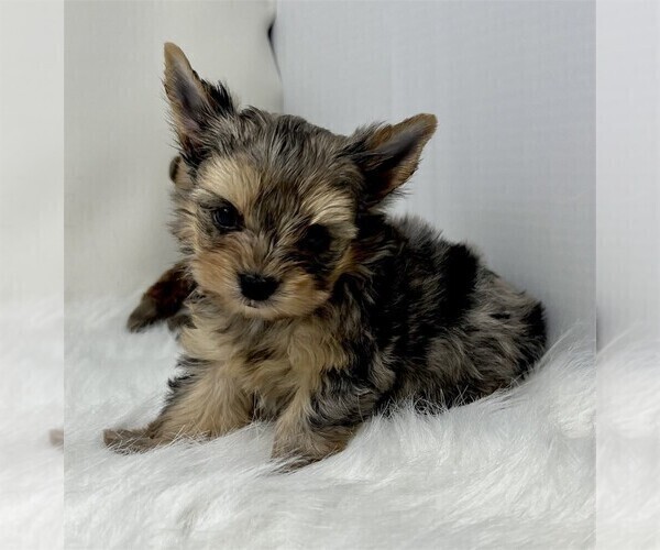 Medium Photo #4 Yorkshire Terrier Puppy For Sale in FORT LAUDERDALE, FL, USA
