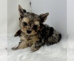 Small #3 Yorkshire Terrier