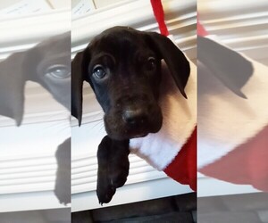 Great Dane Puppy for sale in TEMPLE, GA, USA