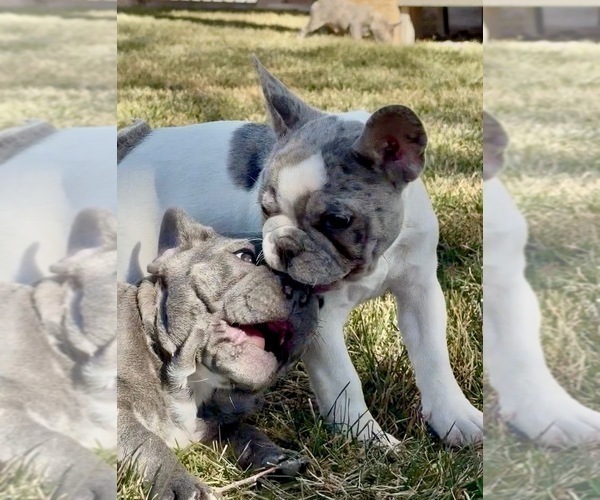 Medium Photo #3 French Bulldog Puppy For Sale in PUEBLO, CO, USA