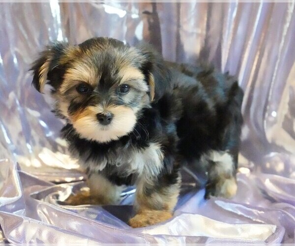 Medium Photo #5 Morkie Puppy For Sale in ROCK VALLEY, IA, USA