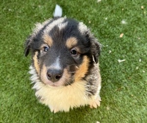 Border Collie-Collie Mix Puppy for sale in BELL GARDENS, CA, USA
