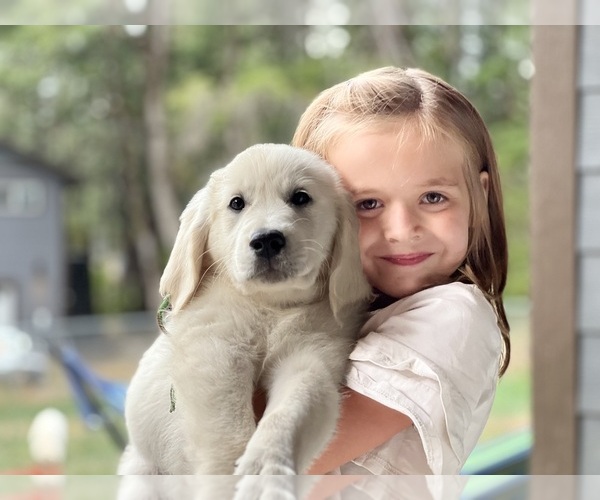 Medium Photo #2 English Cream Golden Retriever Puppy For Sale in WHITE SALMON, WA, USA