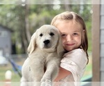Small #1 English Cream Golden Retriever