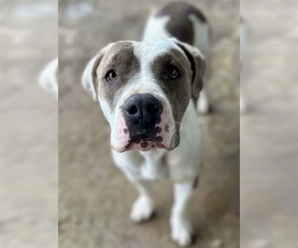 Medium Photo #2 Mutt Puppy For Sale in Riverside, CA, USA