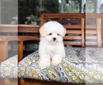 Peanut - Male Mal-Shi Puppy for Sale - Photo #8