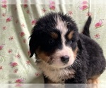 Small Photo #5 Bernese Mountain Dog Puppy For Sale in DUNDEE, OH, USA