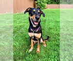 Small #1 Rottweiler Mix
