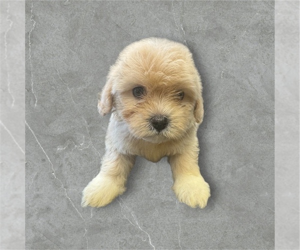 Medium Photo #1 ShihPoo Puppy For Sale in CARLISLE, KY, USA