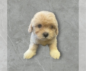 ShihPoo Puppy for sale in CARLISLE, KY, USA
