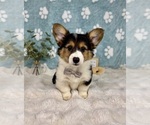 Small #1 Pembroke Welsh Corgi