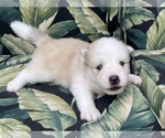 Small Photo #11 Pomsky Puppy For Sale in WINDERMERE, FL, USA