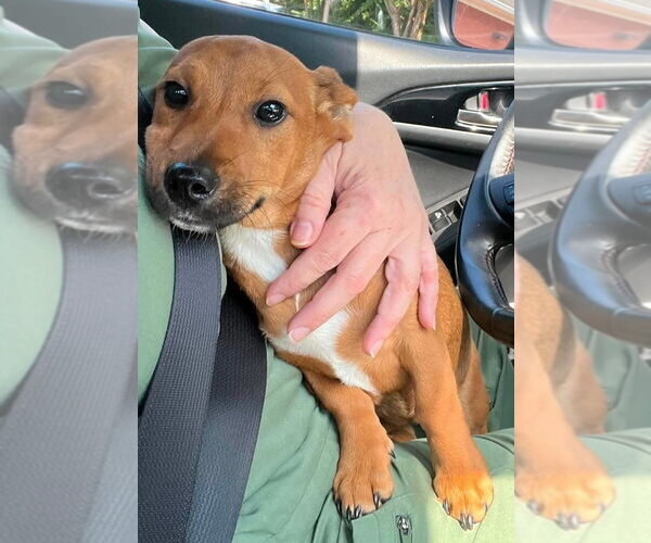 Medium Photo #6 Chiweenie Puppy For Sale in New York, NY, USA